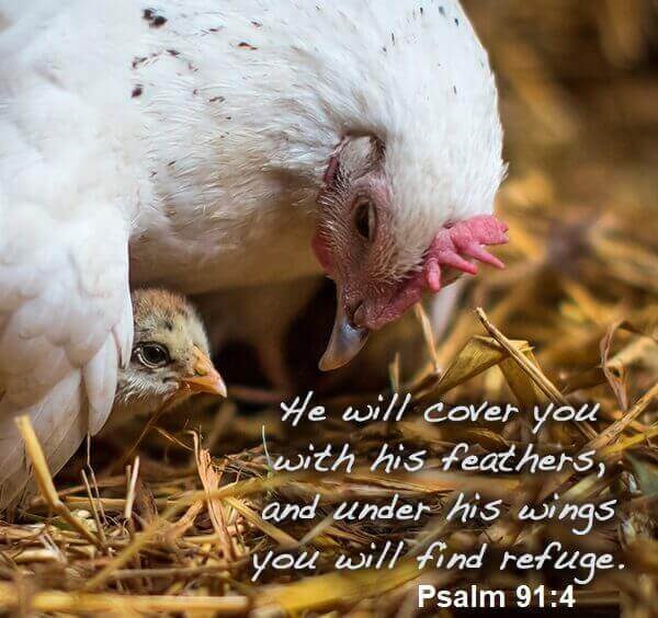 , 9 May 2022 Psalm 91:4 (NIV), Matthew 23:37 (NIV), Christ Unite